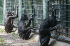 Bonobos – Affen im Glücksspielfieber