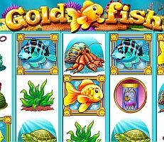 Gold Fish