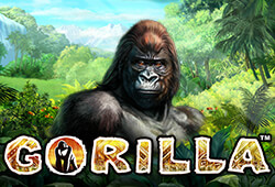 Gorilla