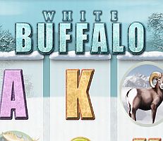 White Buffalo